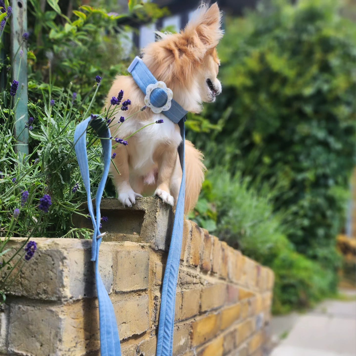 Cotton Denim Pet Leash 129cm